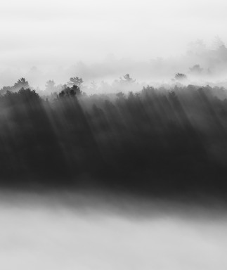 _Beams_JPG5857_Trees_Fog_BW_Landscape_Acadia_Beams.Landscape.Inland.WEB.jpg