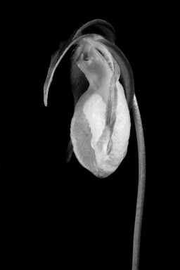 _DSC1336_LadySlipperOrchid_Jeremy_Flowers_BW_Flowers.WEB.jpg