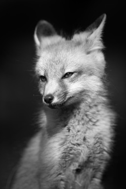 _DSC2849_Fox_BW_Portrait_Wildlife.Mammals.WEB.jpg