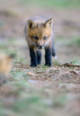 _DSC8432EDIT_Fox_Staring_Portrait_ColorWIldlife.MammalsWEB.jpg