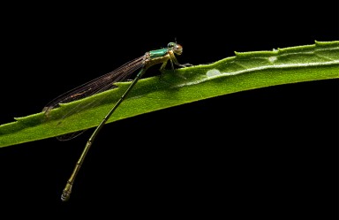 _DSC9883-Edit_Damselfly-Color-Landscape-BugMiscellaneous.WEB.jpg