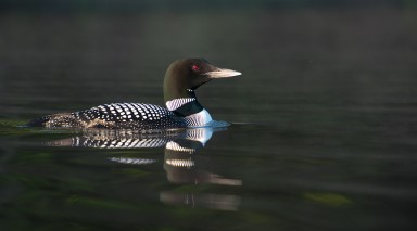 _JPG4618_Edit_Loon_Color_Dark-background_reflection-red-eyesWildlife.Birds.WEB.jpg