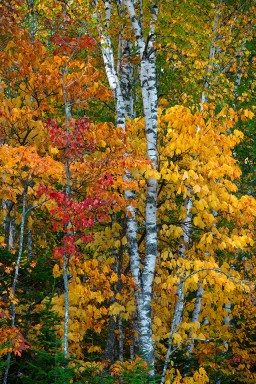 _JPG8010_Edit-Golden-Road-Birches-Maple-VerticalLandscapes.Color.WEB.jpg